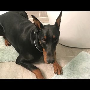 Meet your Posher, Sherry